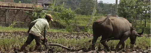 Animal Loss